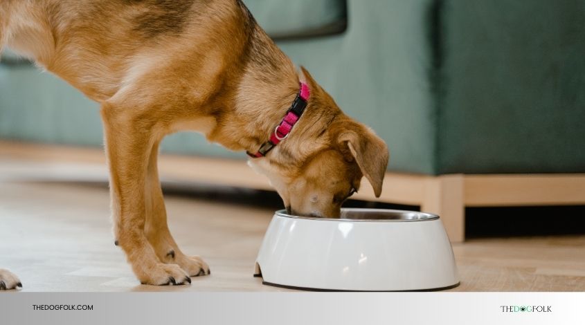 can wet food cause diarrhea in dogs