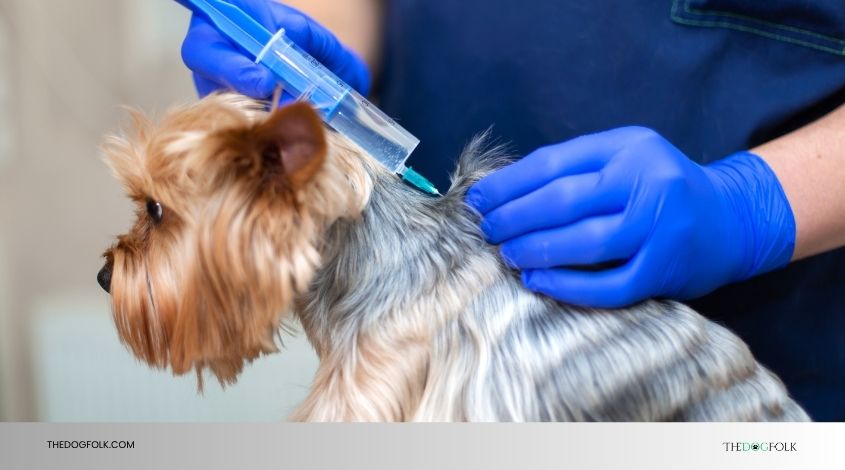 does bordetella vaccine make dog tired