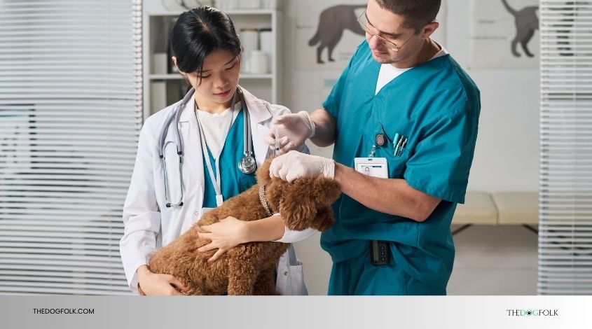 does my dog need lepto vaccine