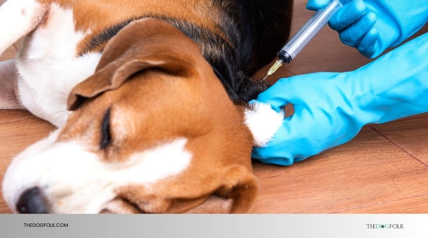 does rabies vaccine prevent rabies in dogs