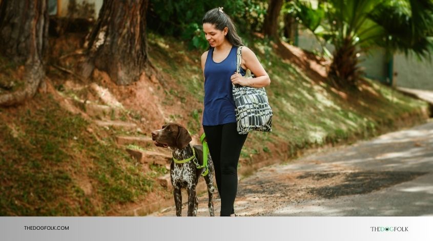 how do you train a comfort dog