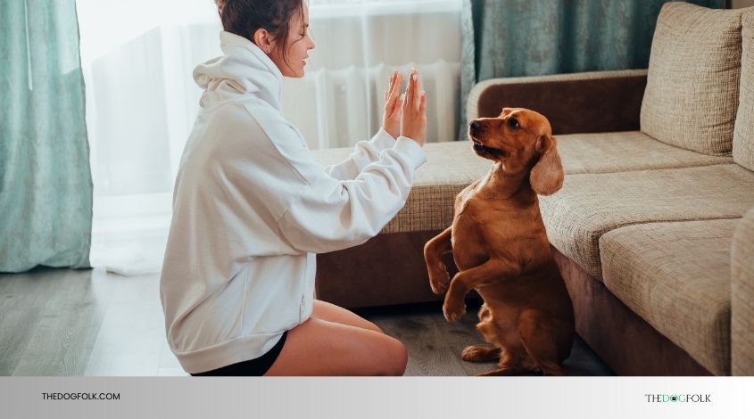 how much are dog training classes