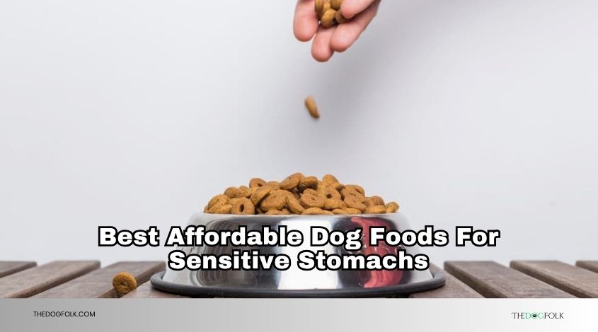 best affordable dog foods for sensitive stomachs