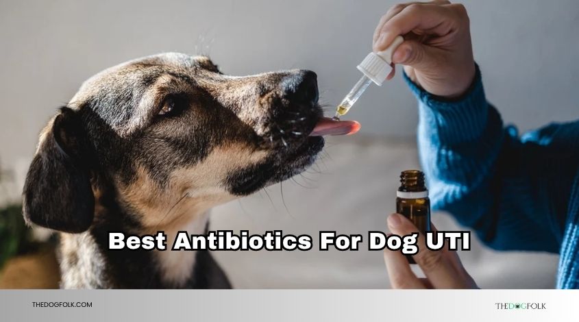 best antibiotics for dog uti