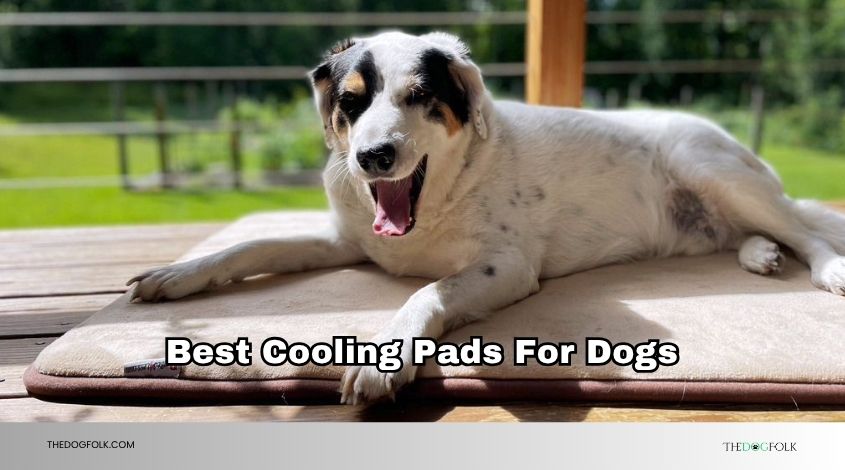 best cooling pads for dogs
