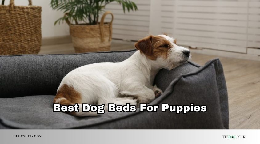 best dog beds for puppies