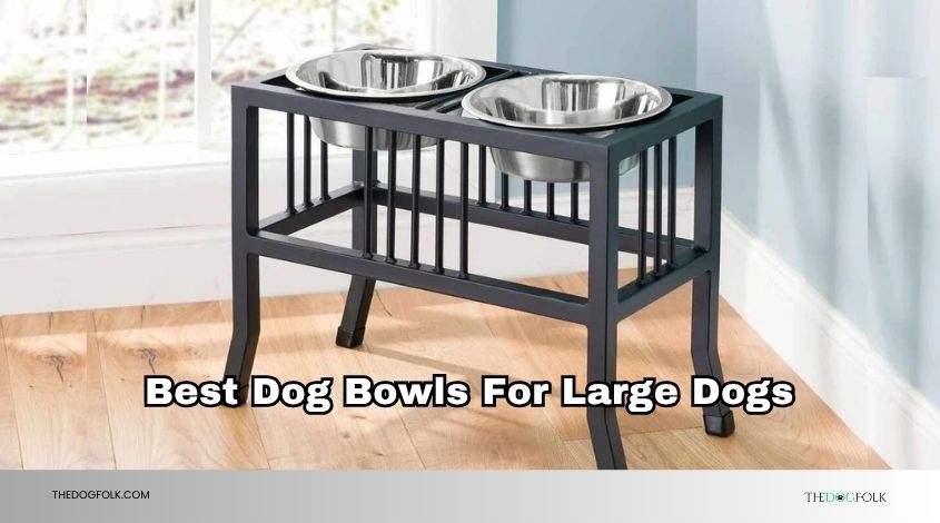 best dog bowls for large dogs