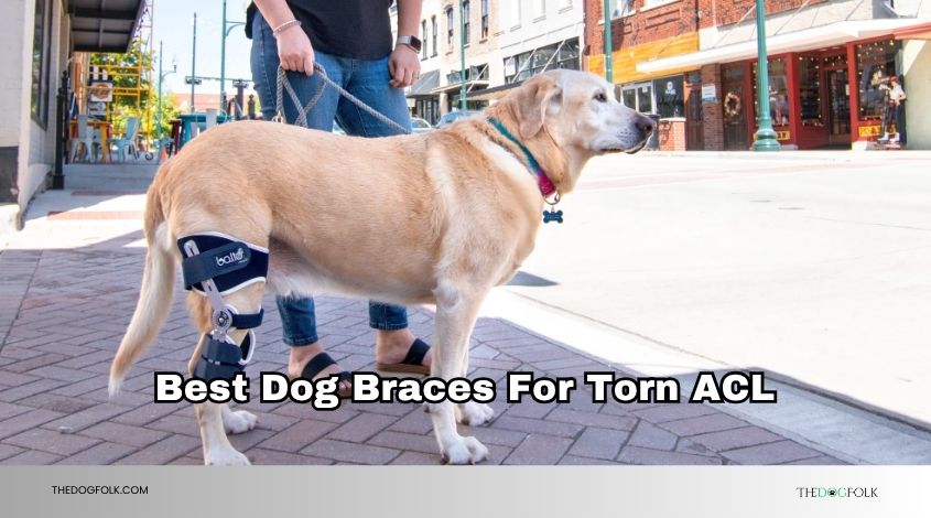 best dog braces for torn acl