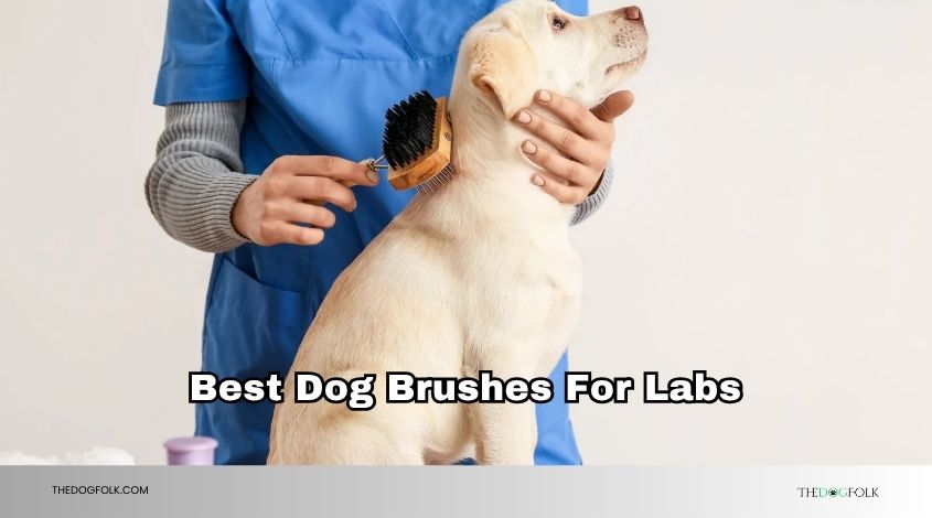 best dog brushes for labs