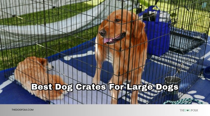 best dog crates for large dogs