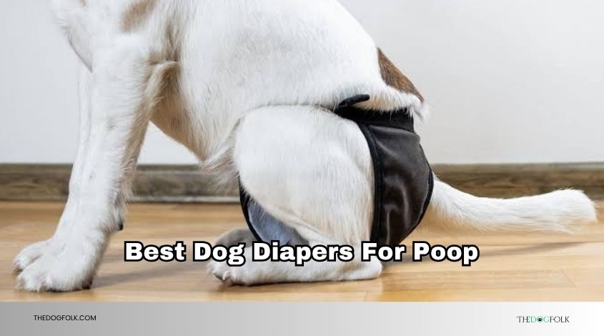 best dog diapers for poop