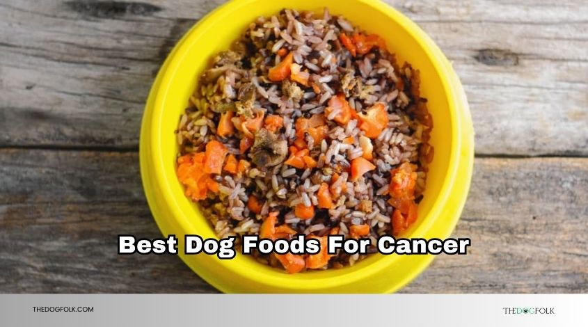 best dog foods for cancer