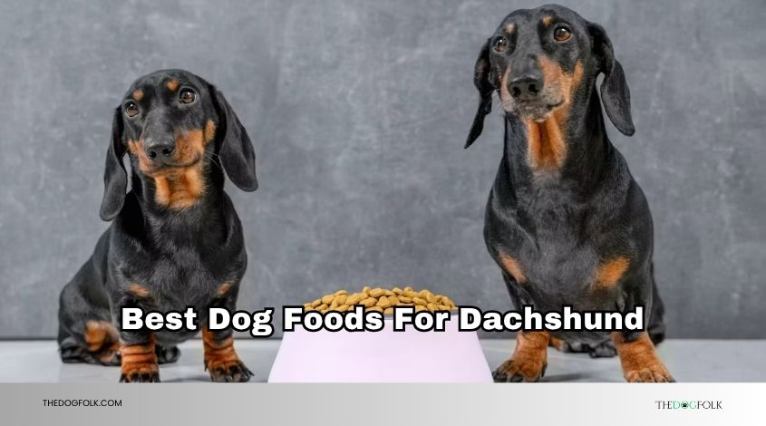 best dog foods for dachshund