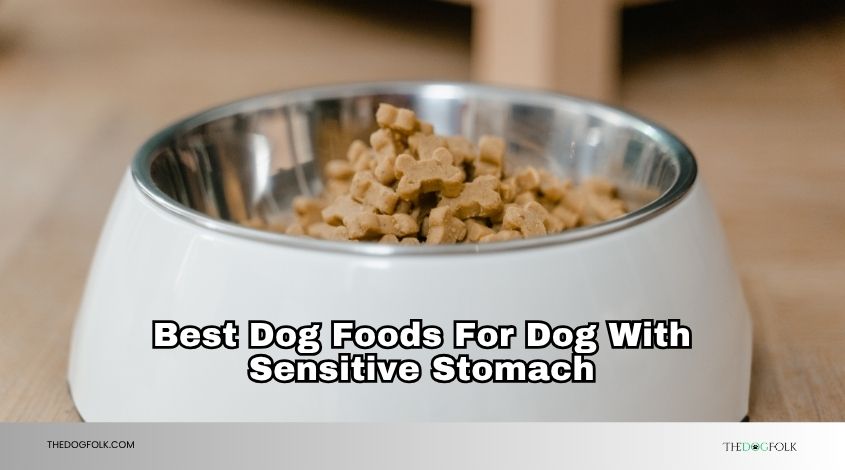 best dog foods for dog with sensitive stomach