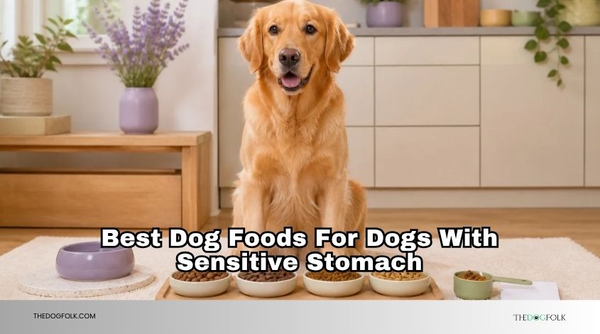 best dog foods for dogs with sensitive stomach