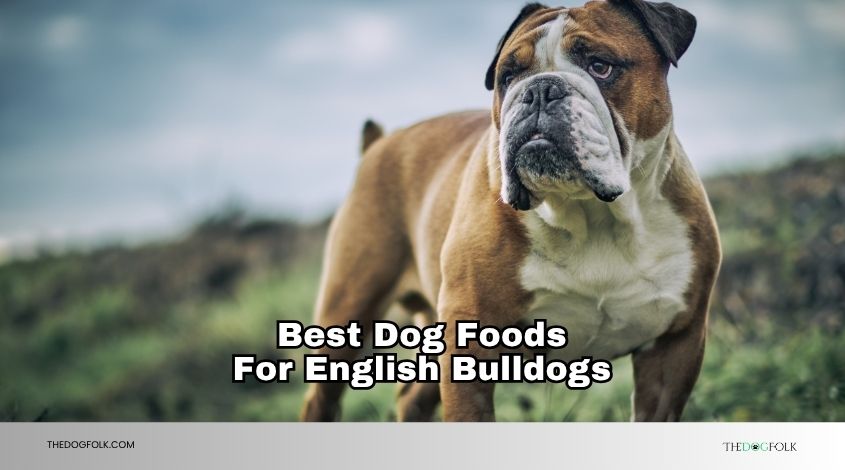best dog foods for english bulldogs
