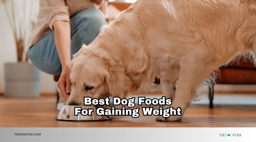 best dog foods for gaining weight