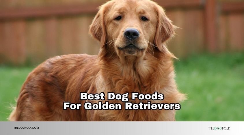 best dog foods for golden retrievers