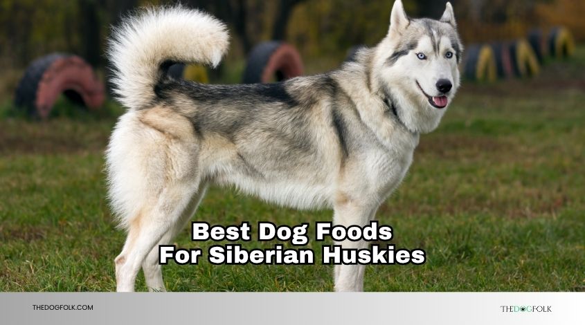 best dog foods for siberian huskies