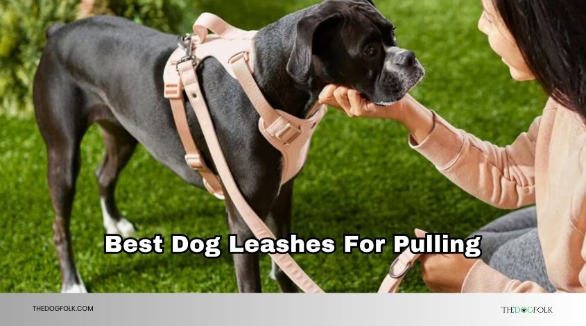 best dog leashes for pulling