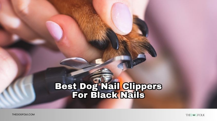 best dog nail clippers for black nails