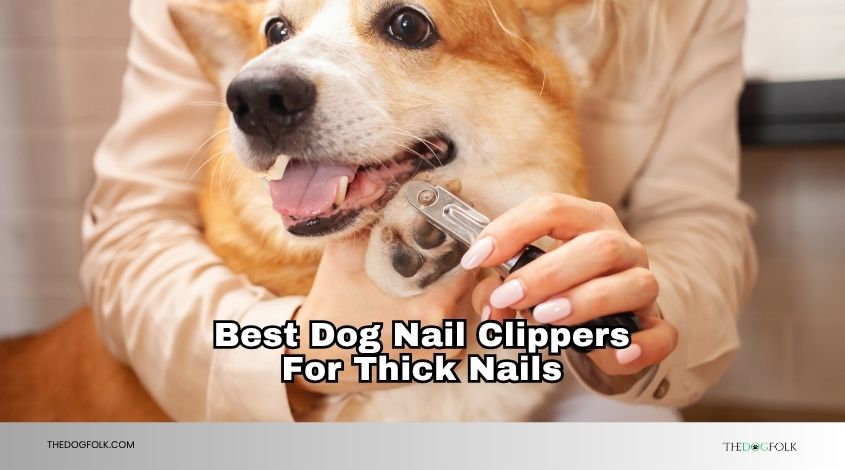 best dog nail clippers for thick nails