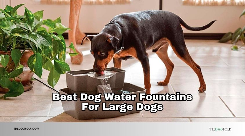 best dog water fountains for large dogs