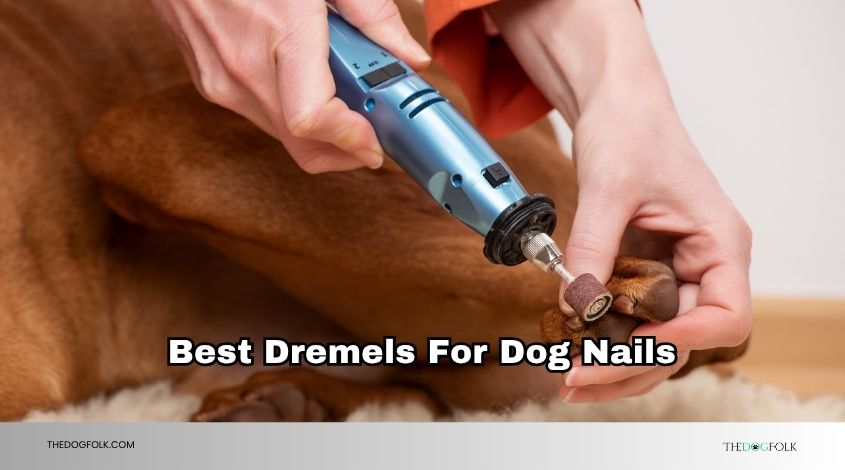 best dremels for dog nails