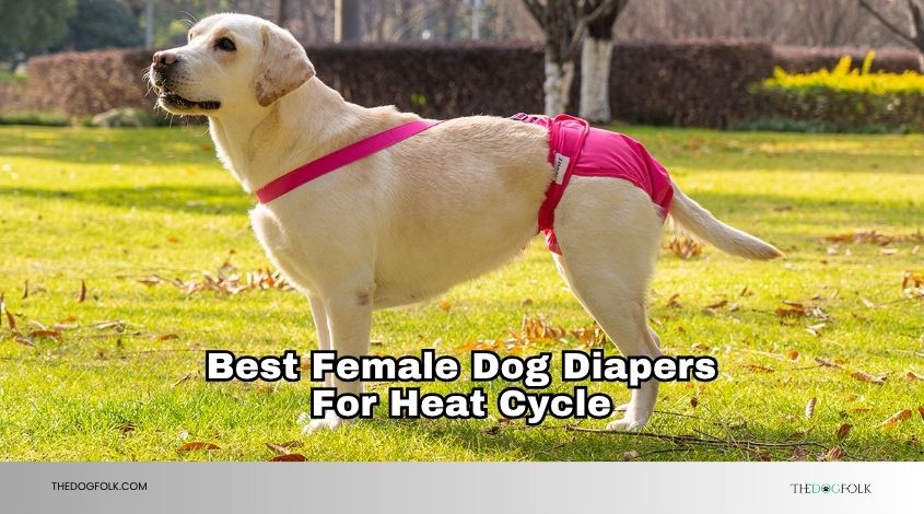 best female dog diapers for heat cycle