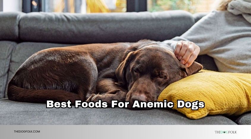 best foods for anemic dogs