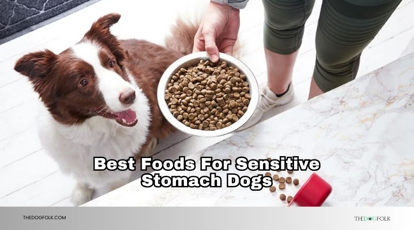 best foods for sensitive stomach dogs