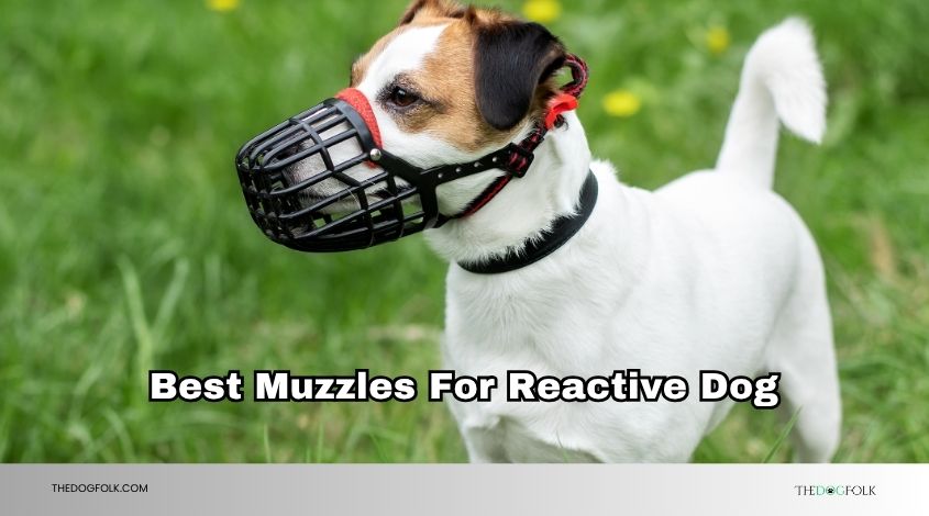 best muzzles for reactive dog