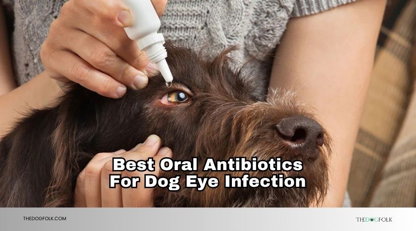 best oral antibiotics for dog eye infection